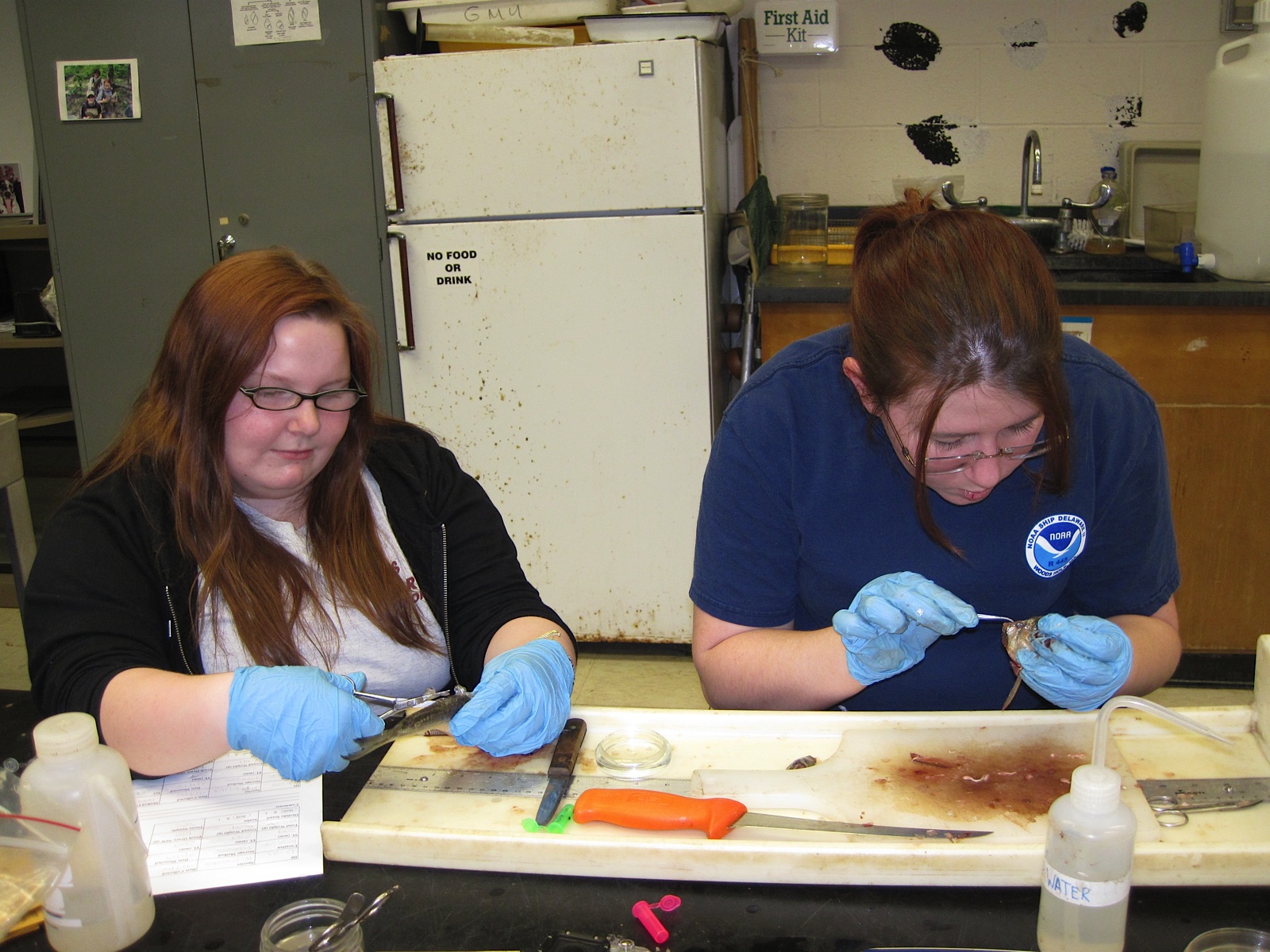 Amanda and CJ dissecting alewife.