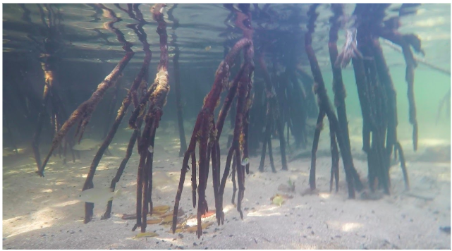 Underwater view of fish hidden within the mangrove prop roots.